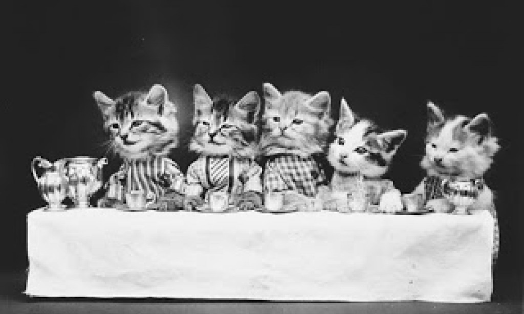 When Cat and Dog Dressed