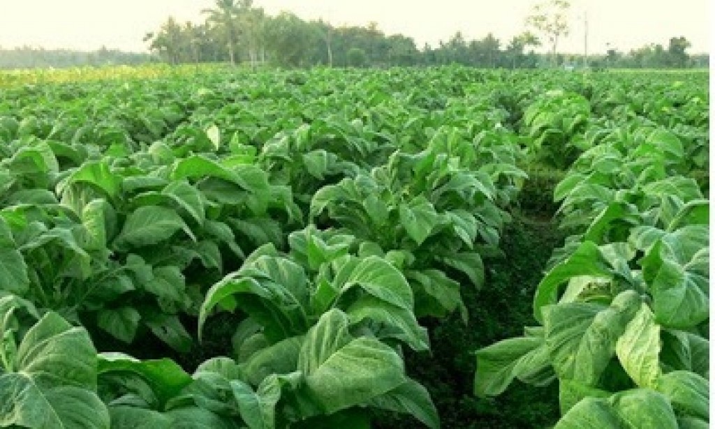 Produk Domestik Bruto - Gross Domestic Product (GDP)