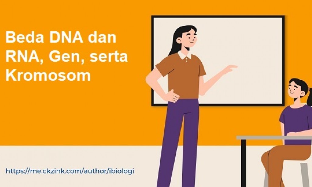 Beda DNA dan RNA, Gen, serta Kromosom
