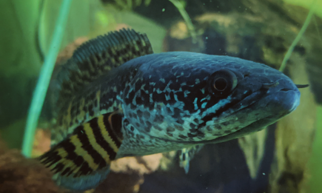 15 Ikan Gabus Hias (Channa) dan Harga Ikan Channa