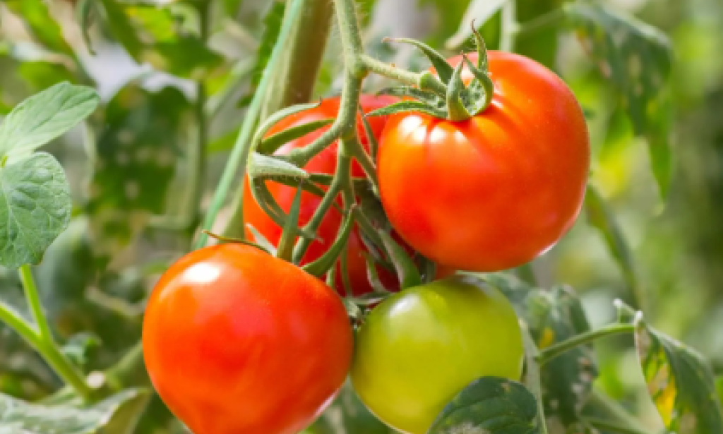 Tomat Anti-Rabies Sebagai Edible Vaccine